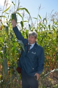 Технология возделывания кукурузы на зерно